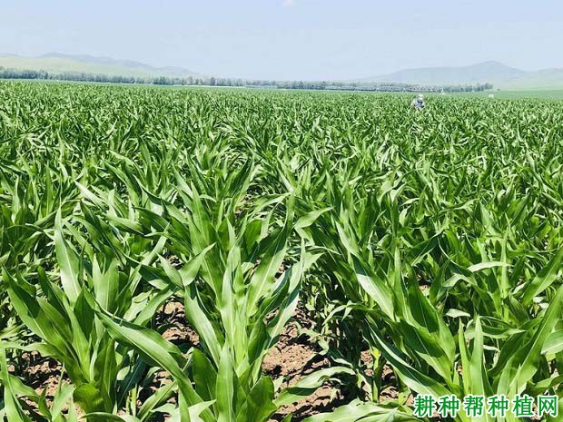 玉米田除草剂种类
