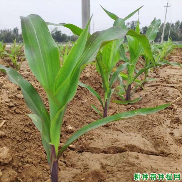 玉米不同时期适用的除草剂