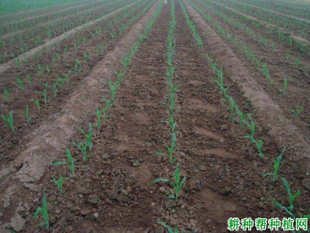 如何提高玉米除草剂效果？