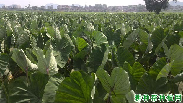 荔浦芋喷施什么叶面肥能提高产量？