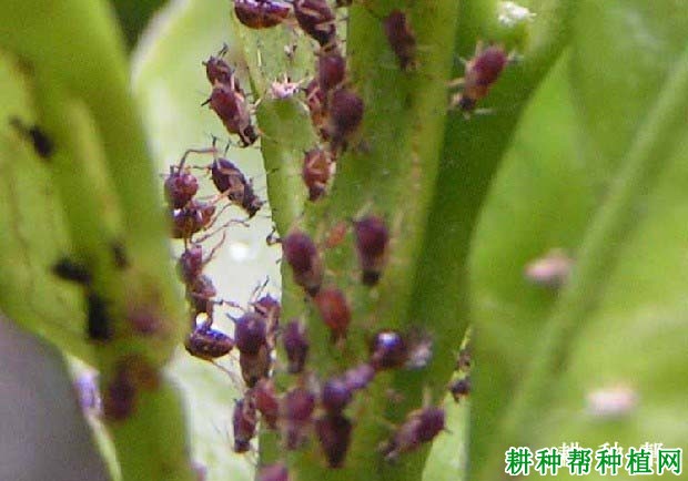 番石榴蚜虫危害与防治方法