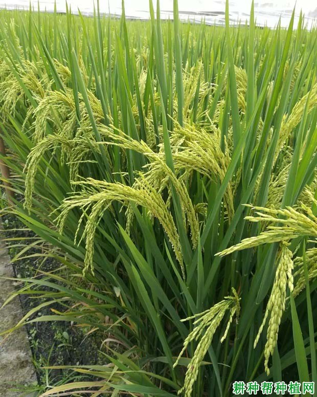 为什么说必须有选择性的了解水稻品种信息？